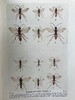 1946年 不列颠群岛昆虫图鉴 67幅黑白44幅彩色插图 精装36开 商品缩略图11