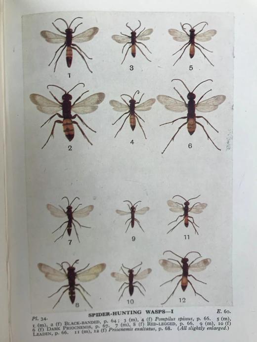 1946年 不列颠群岛昆虫图鉴 67幅黑白44幅彩色插图 精装36开 商品图11