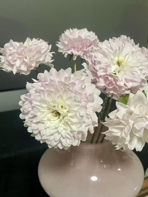 【新花派】大丽花~陈映君 嫩粉色 约5枝/扎 商品图1