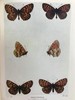 1906年 不列颠群岛蝴蝶图鉴 450幅彩色插图 精装64开 商品缩略图4