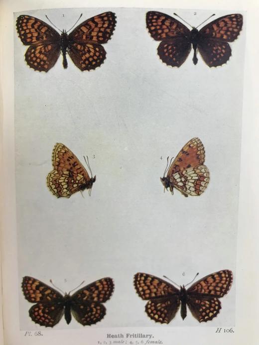 1906年 不列颠群岛蝴蝶图鉴 450幅彩色插图 精装64开 商品图4