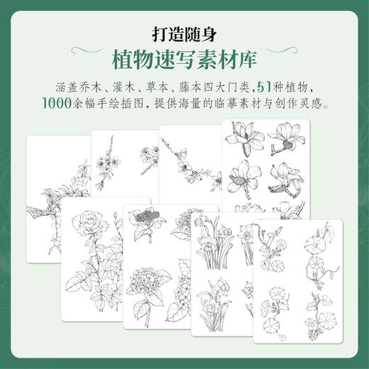 植物速写图谱 植物手绘速写教程植物插画自然美学临摹线稿 植物图谱插画素材写生 商品图1
