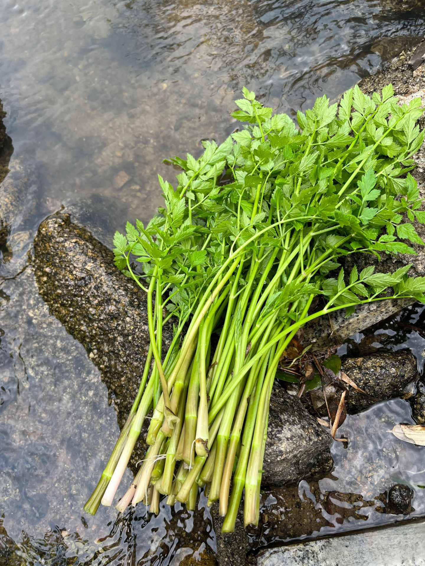 水芹300g