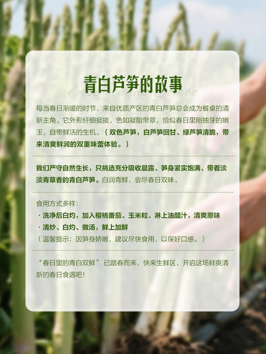 MM 山姆 青白芦笋 600g 商品图4