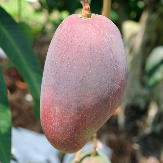 极客后熟西施芒丨自然生态种植，风味浓郁，口齿留香。，收到后需要放熟再吃，切勿生开，手感发软即可食用。顺丰快递 商品图7