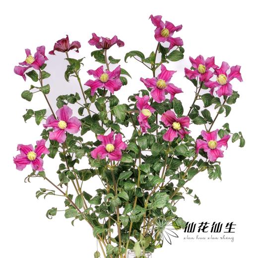 配花 | 铁线莲灵感 商品图1