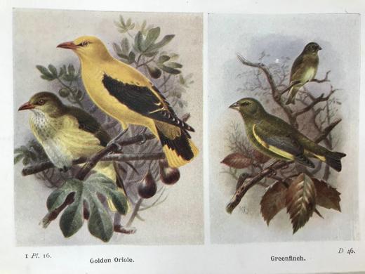 1919-1920年 不列颠群岛鸟类与鸟卵图鉴（2卷） 455幅彩色插图 漆布精装64开 商品图8