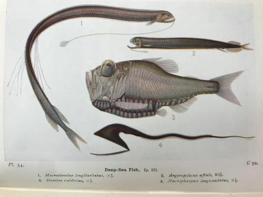 1928年 海洋生物图鉴 384幅插图（167幅彩色） 精装64开 商品图8