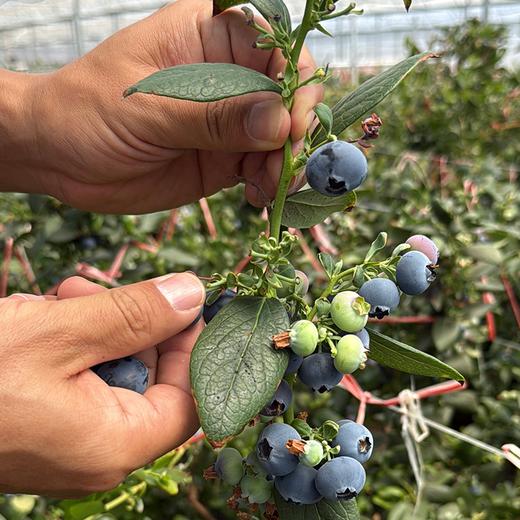 极客花香蓝莓丨有香味口感的蓝莓，果肉紧实，带微酸，气温回暖，脆度相对之前略有下降，介意慎拍⭐️顺丰空运 商品图4