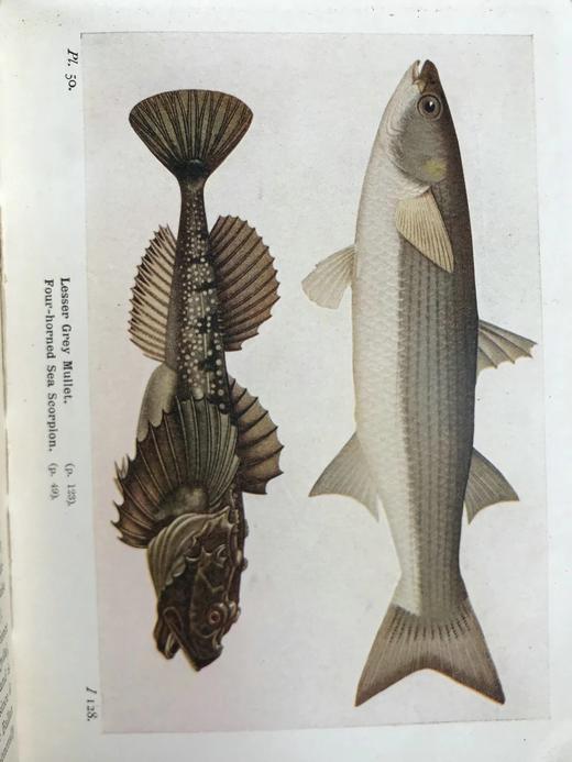1925年 不列颠群岛鱼类图鉴 278幅插图（128幅彩色） 精装64开 商品图11