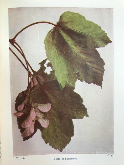 约1940年 路边与林地树木图鉴 200余幅插图（24幅彩色） 精装36开 商品图4