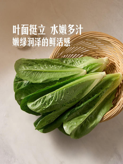 MM 山姆 有机罗马生菜 600g 商品图4