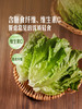 MM 山姆 供港生菜 600g 商品缩略图5