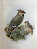 工坊特装本！1907年 英国鸟类图鉴 100幅彩色插图 真皮精装18开 商品缩略图10