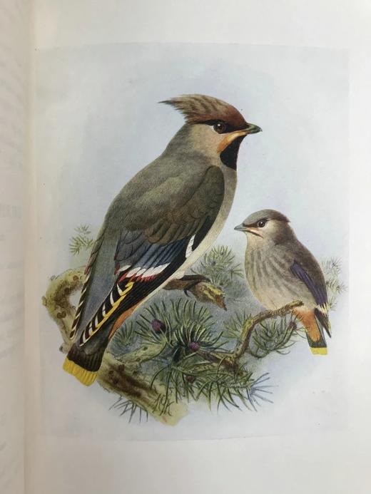 工坊特装本！1907年 英国鸟类图鉴 100幅彩色插图 真皮精装18开 商品图10