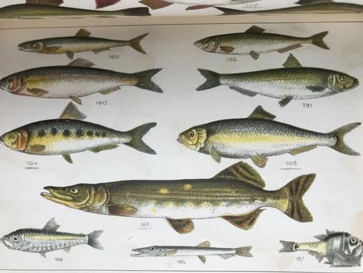 约20世纪早期 英国鱼类图鉴 33页彩色与大量黑白插图 漆布精装32开 商品图12