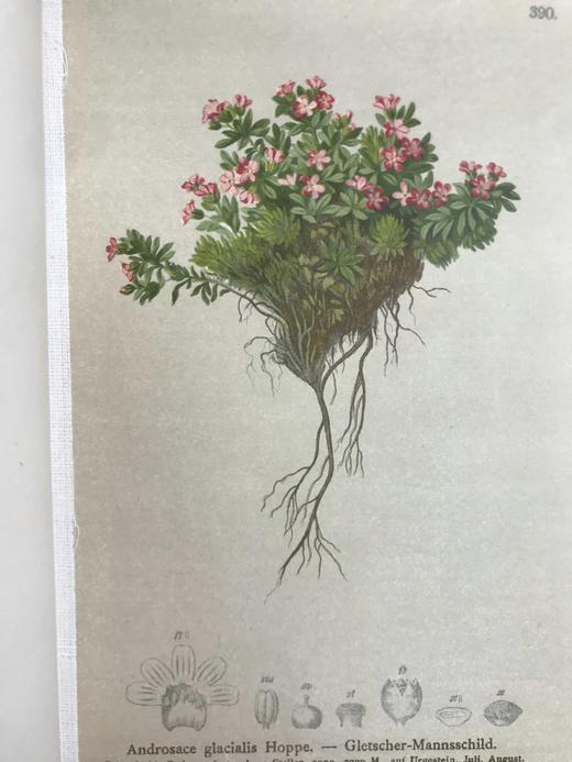 1881-1884年 阿尔卑斯山植物图鉴（5卷） 500幅彩色版画插图 精装32开 商品图13