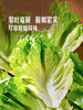 MM 山姆 供港生菜 600g 商品缩略图4