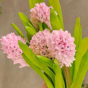进口风信子-粉色