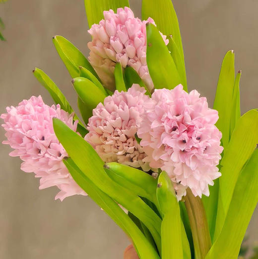 进口风信子-粉色 商品图0