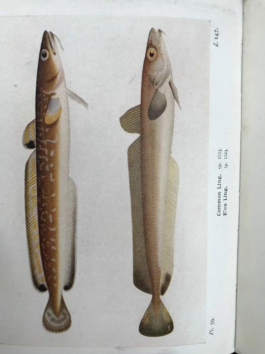 1925年 不列颠群岛鱼类图鉴 278幅插图（128幅彩色） 精装64开 商品图6