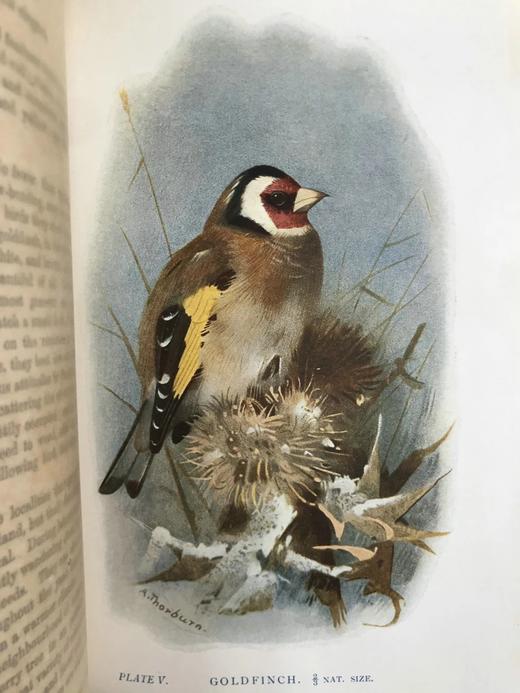 1911年 赫德森《英国鸟类》 8幅彩色百余幅黑白插图 全真皮精装32开 商品图6