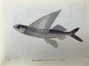 1928年 海洋生物图鉴 384幅插图（167幅彩色） 精装64开 商品缩略图6