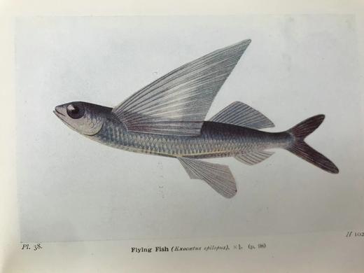 1928年 海洋生物图鉴 384幅插图（167幅彩色） 精装64开 商品图6