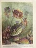 约20世纪早期 宇宙的奇迹（全2卷） 36幅彩色插图821幅黑白插图 精装16开 商品缩略图12