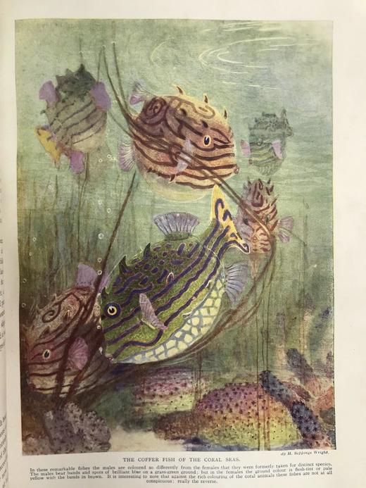 约20世纪早期 宇宙的奇迹（全2卷） 36幅彩色插图821幅黑白插图 精装16开 商品图12