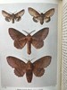 1907-1908年 不列颠群岛蛾类图鉴（2卷） 千余幅彩色插图 精装64开 商品缩略图6
