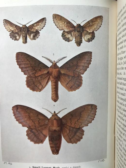 1907-1908年 不列颠群岛蛾类图鉴（2卷） 千余幅彩色插图 精装64开 商品图6