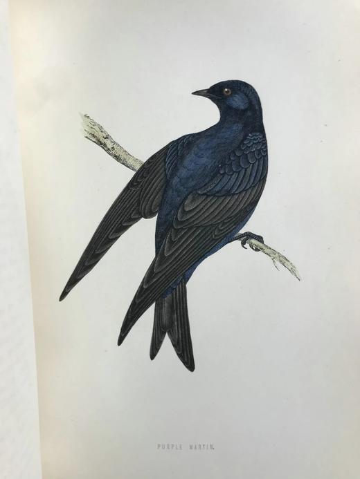 1870年 莫里斯《英国鸟类史》（全6卷） 358幅套色版画插图 漆布精装16开 商品图12