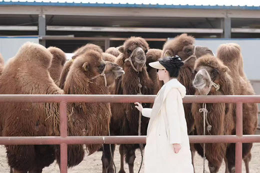 【一年一次优驼初段乳】【100%纯驼奶粉】双有机认证，新疆阿克苏柯坪县双驼峰骆驼，北纬41度黄金牧场 商品图5