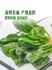 MM 山姆 笨菠菜 400g 商品缩略图4
