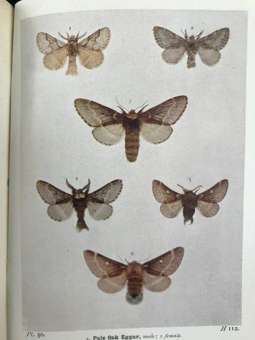 1907-1908年 不列颠群岛蛾类图鉴（2卷） 千余幅彩色插图 精装64开 商品图10
