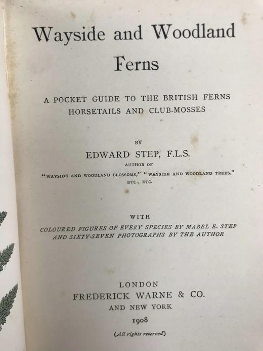 1908年 路旁与林地蕨类植物图鉴 143幅插图 精装64开 商品图3
