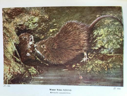 1946年 不列颠群岛动物生命图鉴 111余幅插图（48幅彩色） 精装36开 商品图14