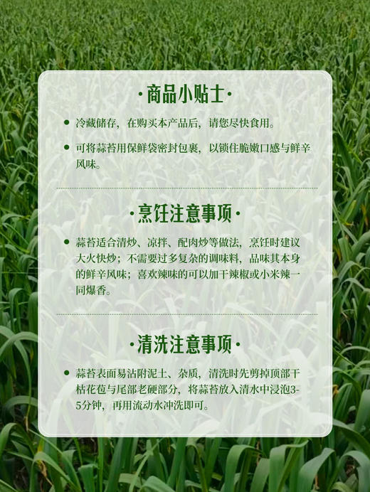 MM 山姆 蒜苔 500g 商品图6