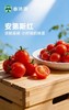 【高原七彩番茄调色桶】无激素、无农残、无重金属，皮薄多汁，口口爆浆，酸甜可口-CC 商品缩略图0