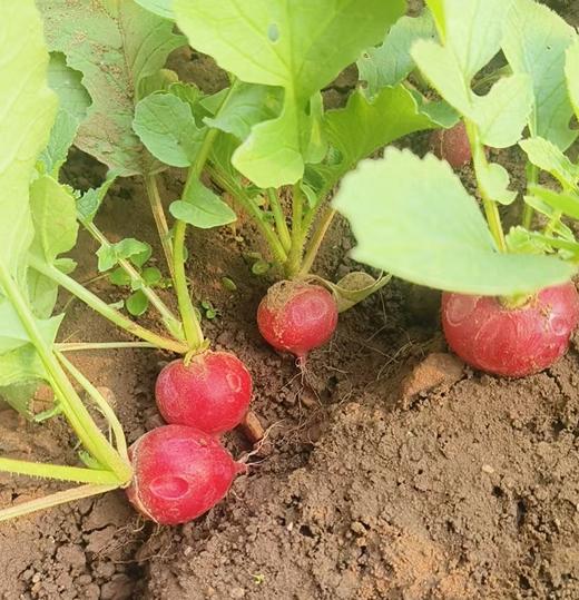 【限量福利3.9折优惠活动】鸿翠园 有机蘸酱菜套餐 商品图3