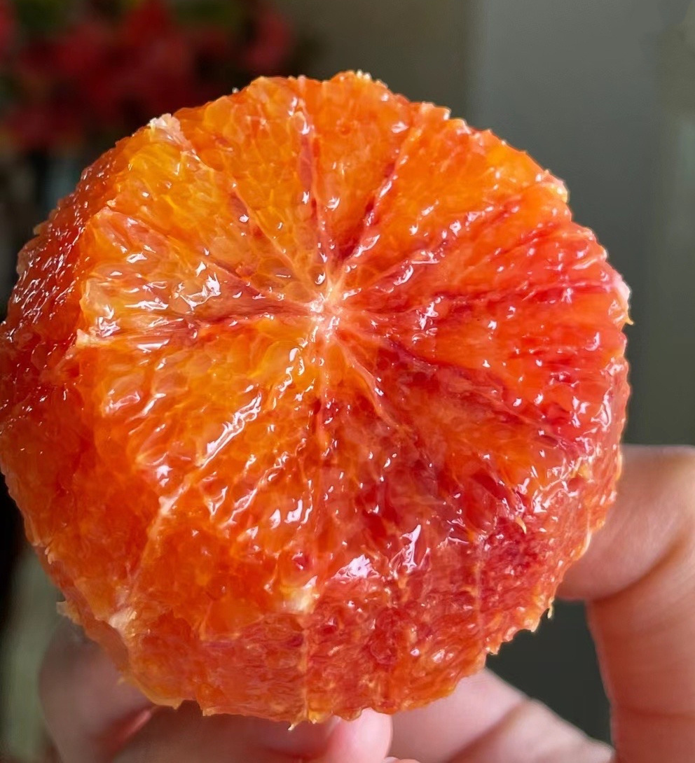 【塔罗科血橙】满身"血丝"还散发玫瑰香气果肉如果冻般的塔罗科血橙，一只血橙=3只普通橙子