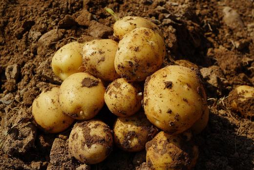 【恩施小土豆】农家自种，无农药残留，口感粉糯香甜-CC 商品图5