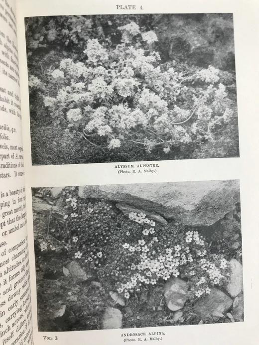 1919年 雷金纳德·法勒《英国岩石园》（全2卷） 105幅插图 真皮精装18开 商品图8