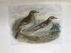 工坊特装本！1907年 英国鸟类图鉴 100幅彩色插图 真皮精装18开 商品缩略图12