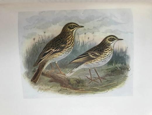 工坊特装本！1907年 英国鸟类图鉴 100幅彩色插图 真皮精装18开 商品图12