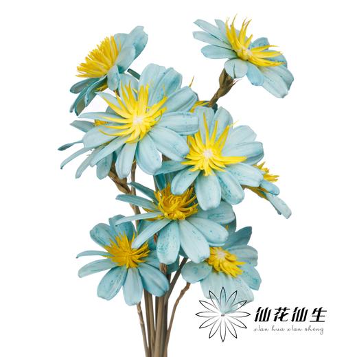 永生花 | 小葵花浅蓝色 商品图1