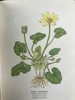 约20世纪早期 路边与林地野花指南（2卷） 257幅彩色与大量黑白插图 精装64开 商品缩略图14