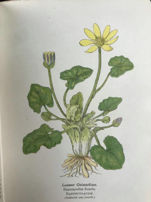 约20世纪早期 路边与林地野花指南（2卷） 257幅彩色与大量黑白插图 精装64开 商品图14