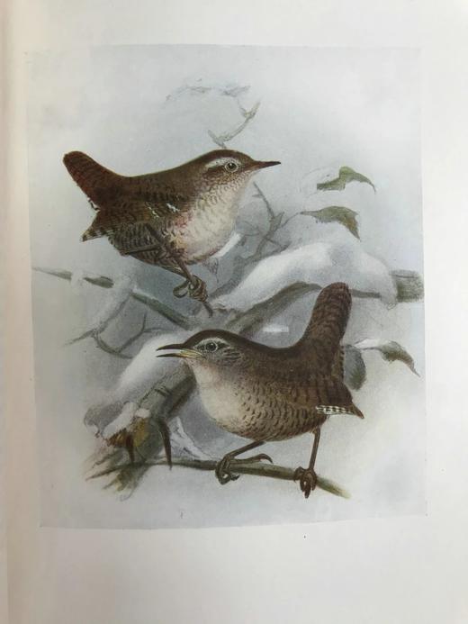 工坊特装本！1907年 英国鸟类图鉴 100幅彩色插图 真皮精装18开 商品图14